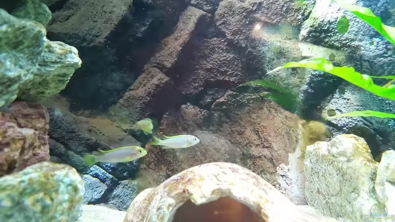 Die Mbambas, eine Stunde nach dem Einsetzen, zusammen Auskundschaften gibt Sicherheit von Malawi Zürich (23)