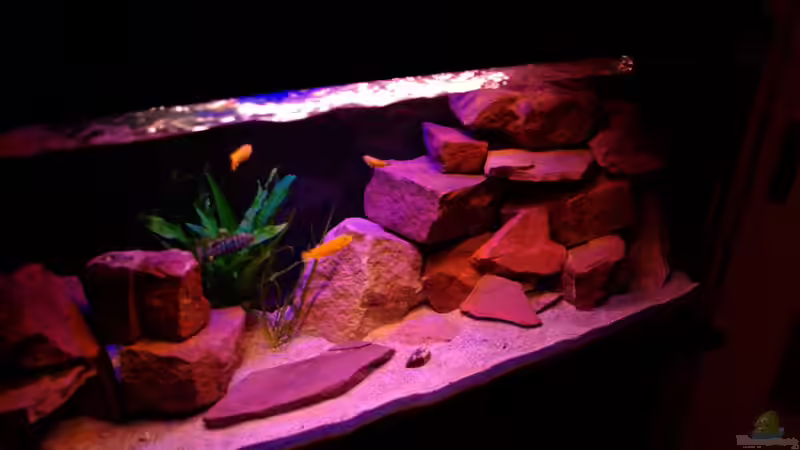 Die Mbunas halten sich auch gerne im Freischwimmerbereich auf von Duder Malawikus (4)