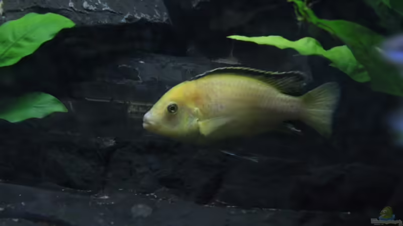 Die Mbunas von Andy h (5)