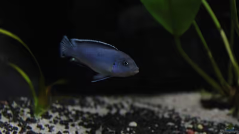 Die Mbunas von Andy h (6)