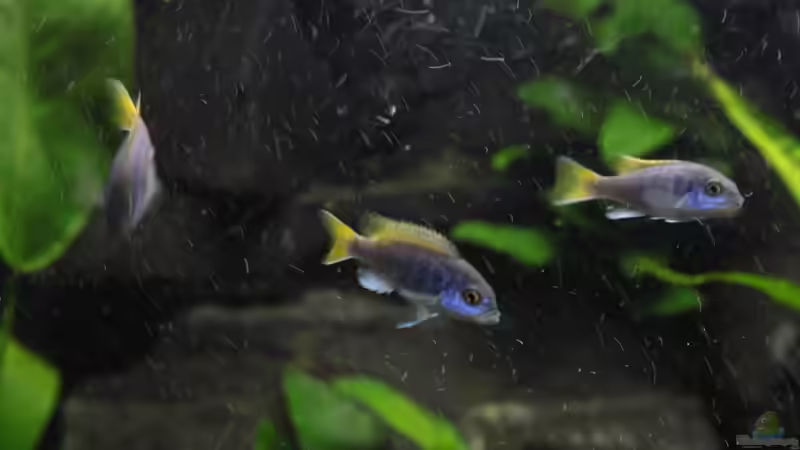 Die Mbunas von Andy h (7)