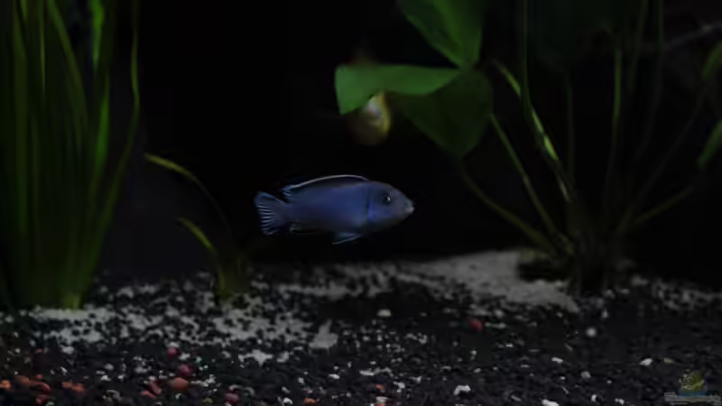 Die Mbunas von Andy h (8)