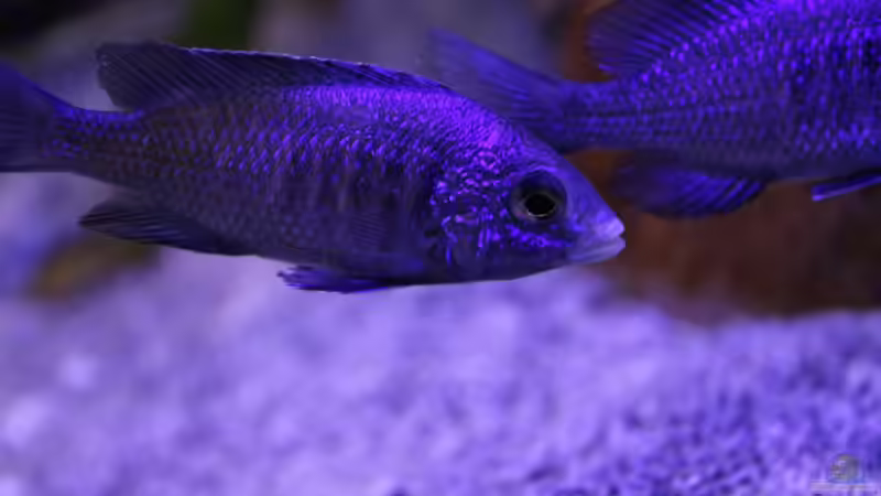 die Mdoka Damen von Cruiser Bruno (93)