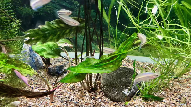 Die Melanotaenia mamahensis warten auf Futter... von Helga Kury (4)