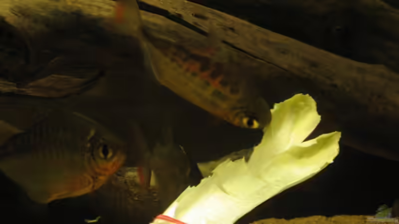 Metynnis-Arten im Aquarium halten (Einrichtungsbeispiele mit Scheibensalmlern der Gattung Metynnis)