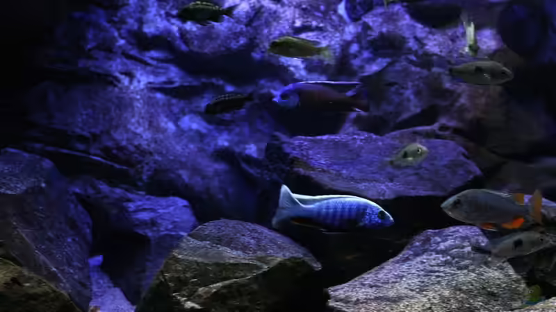 die Meute...... von Michael Reiz (34)