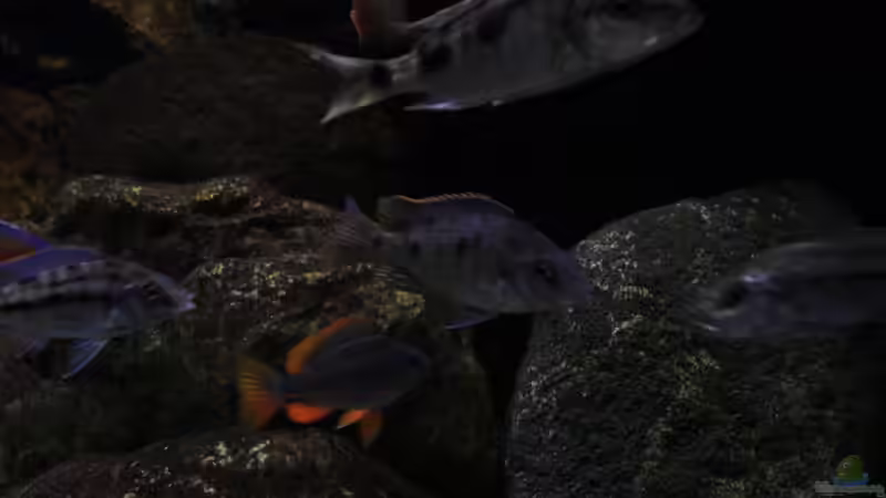 Die Meute von Florian Bandhauer (24)