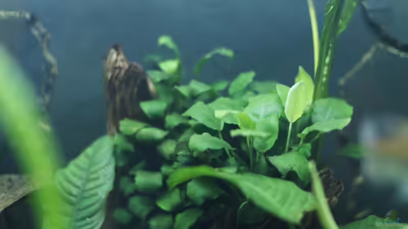 die mickrige nana ist groß geworden :) von Pflanzennarr (14)