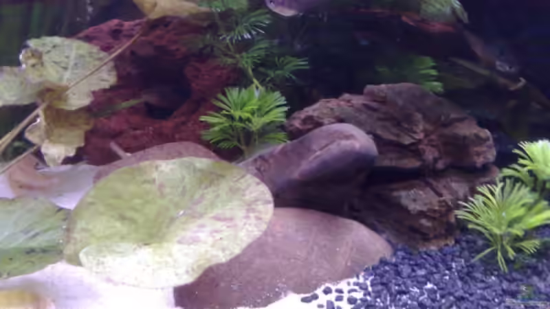 die Mitte... von Chris (5)