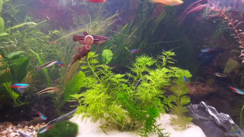 Die mitte. von Snawatz (12)