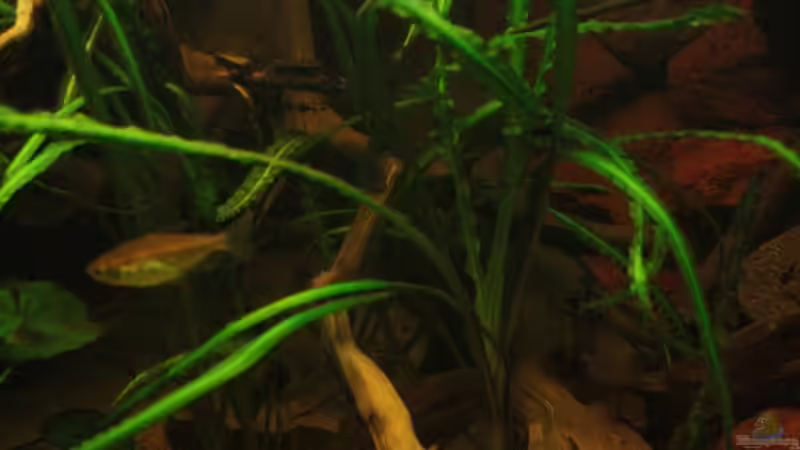 Die Mitte des Aquariums,im Hintergrund Crinum Natans die in der Strömung liegen von Bämbel (19)