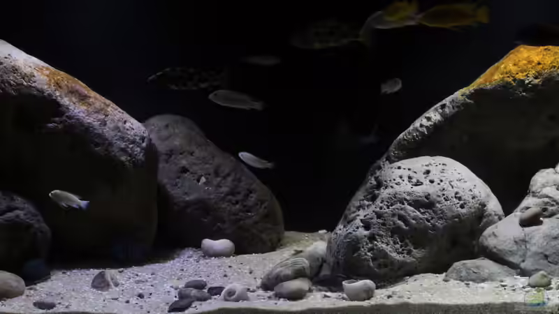 Die Mitte des Beckens, die Sandzone verläuft mittig und nach rechts hinten, sowie von Florian Bandhauer (5)