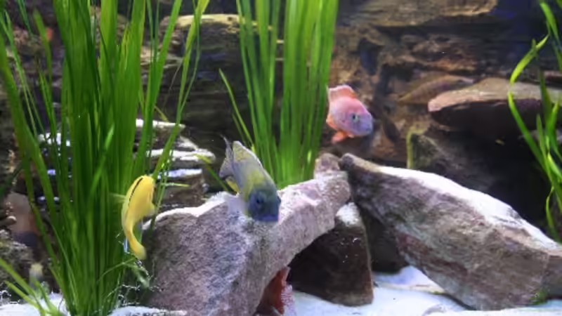 Die Mitte des Beckens leicht nach rechts geschaut,im Hintergrund Sonnenuntergangssimulation(16.12.08) von Florian Bandhauer (14)