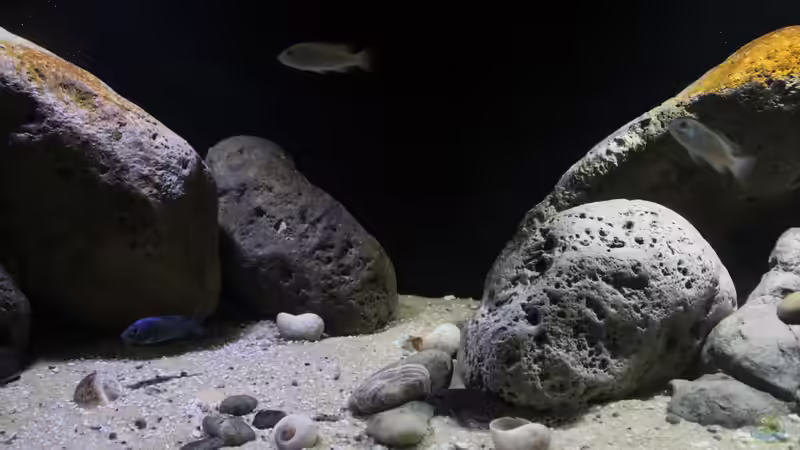 Die Mitte des Beckens von Florian Bandhauer (15)