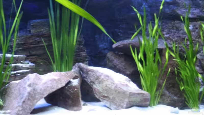 Die Mitte des Beckens(16.12.08) von Florian Bandhauer (29)