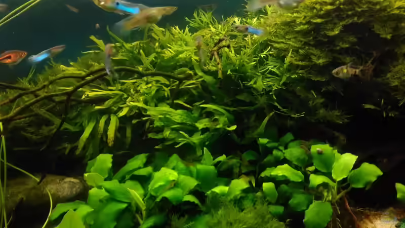 die Mitte im Dez. 2017 von Grünhexe (22)