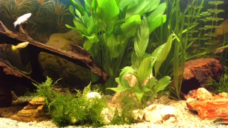 Die Mitte mit dem Pflanzendickicht von SinFin (4)