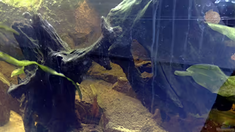 die Mitte mit den wunderschönen Wurzeln :P von Lorenz Graf (5)