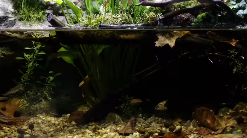 die Mitte von die Perle... (15)