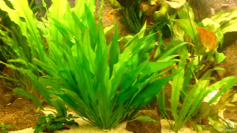 Die Mitte von GGuardiaNN (4)