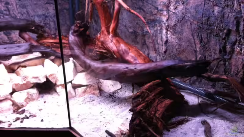 Die Mitte von GGuardiaNN (55)