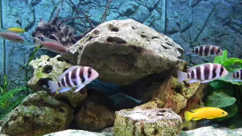 die Mitte von Max1 (16)