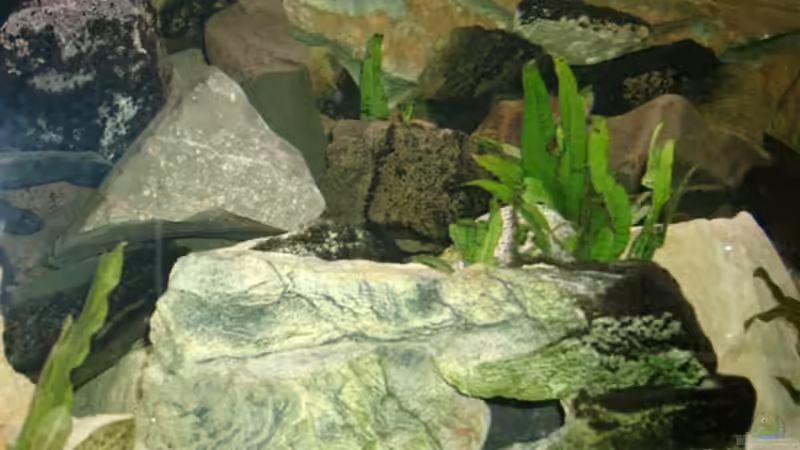 Die Mitte von Mikey (12)