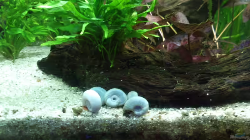 Die mittlere Moorkinwurzel von Fuujida (16)