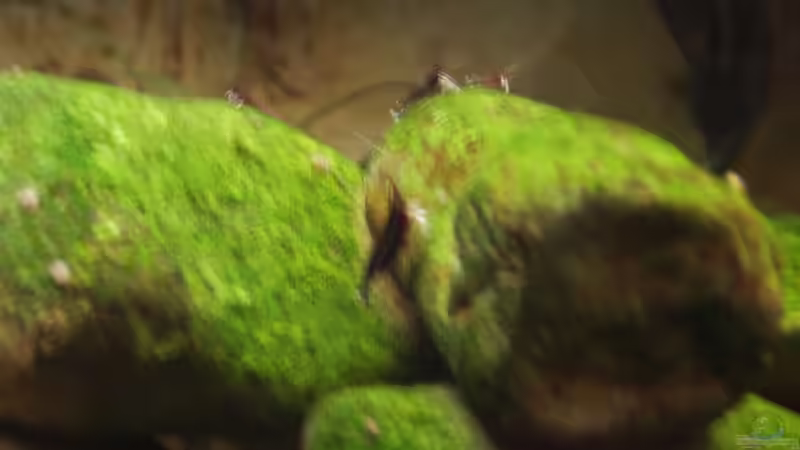 Die ´Models´ halten still,aber die Kamera nicht!!! von Stefan Bischoff (22)