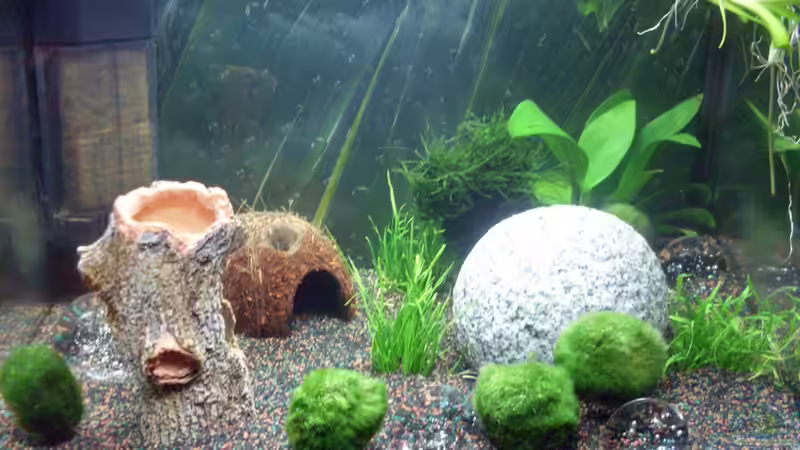 Die Moosbälle sind da von Brausefisch (7)