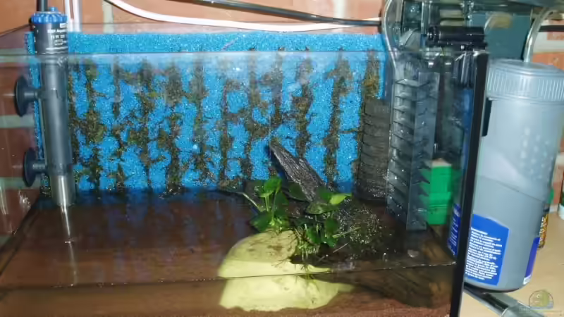 Die Moosrückwand am 08.11.2006, jetzt muß sich das Moos nur noch eingewöhnen und wachsen von Aquaristricks (7)