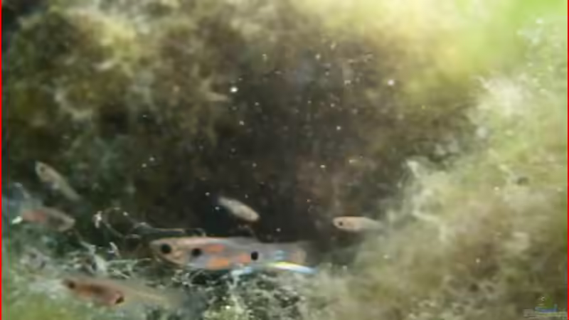 die Moskitos in freier Wildbahn von Falk (2)