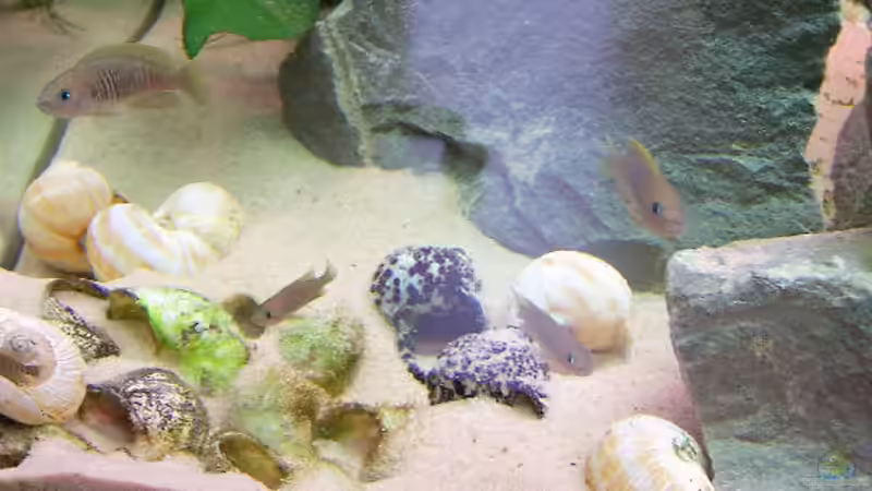 Die Multis von Thimo Schneider (5)