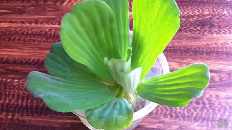 Die Muschelblume (Pistia stratiotes) ist sehr empfindlich gegen Tropfwasser, deshalb auch sie nur noch wärend der Teichsaison im AQ. von GGuardiaNN (31)