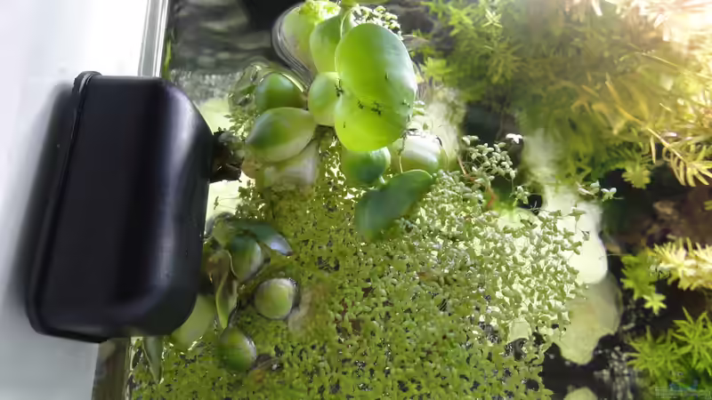 Die Muschelblume (Pistia stratiotes) mussten wir mit einem Zwirn in der Ecke befestigen, von MengBer (20)