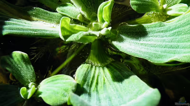 Die Muschelblume trägt schon Ableger - 06.05.2011 von bergfrau (20)