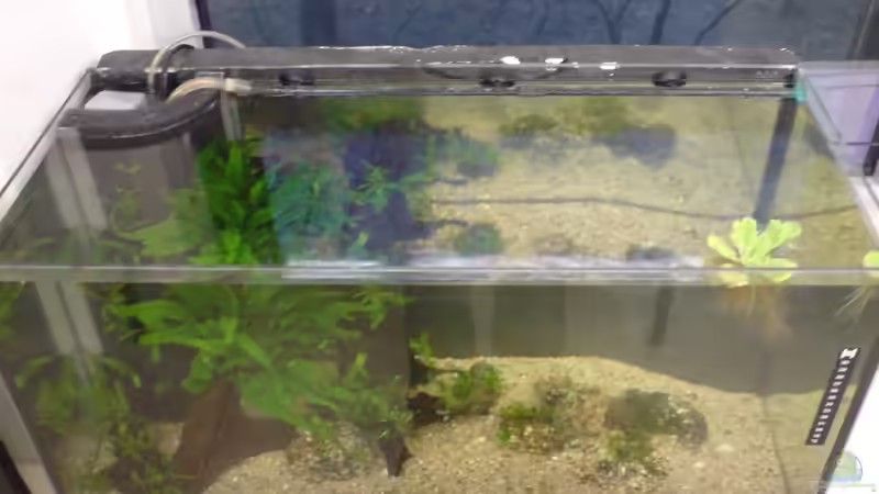 Die Muschelblume war nur kurzer Gast im Becken, jetzt gibt es Schwimmreis :-) von timme (22)