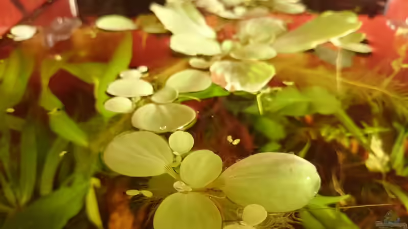 Die Muschelblume(n) einen Monat später von Jahira (12)