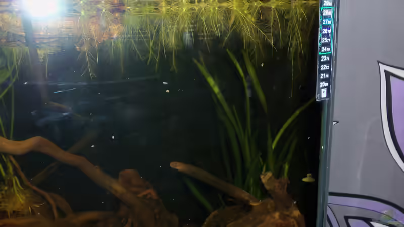 Die Muschelblumendecke verdichtet sich langsam von Snakehead (9)