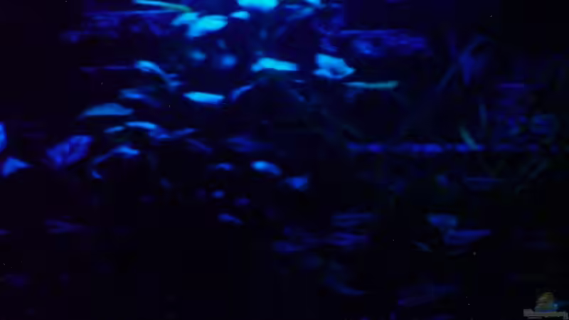 Die Nacht ( 6 Watt Moonlight) von metz (2)