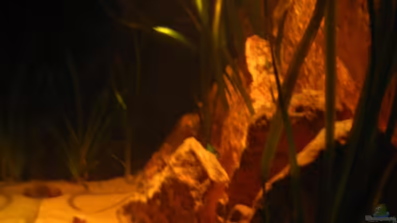 Die Nacht bricht herein.... von Malawigo (4)