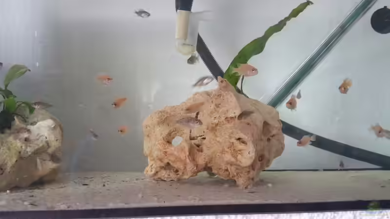 Die Nachzucht  von Mia Sun (3)