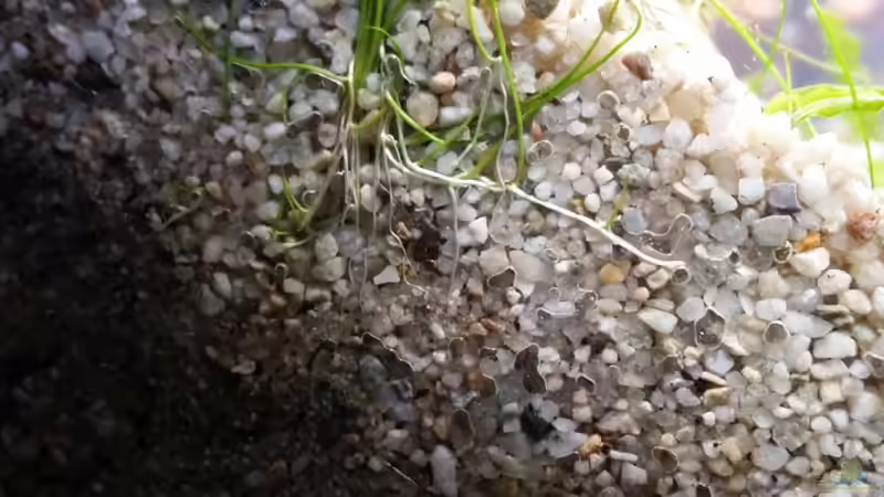 Die Nadelsimse wächst gut an von Livia & Marc (2)