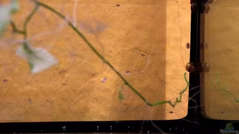 Die nächste Generation, geschlüpft Ende April 2013: Ganz genau hinschauen :-) von Denise83 (15)