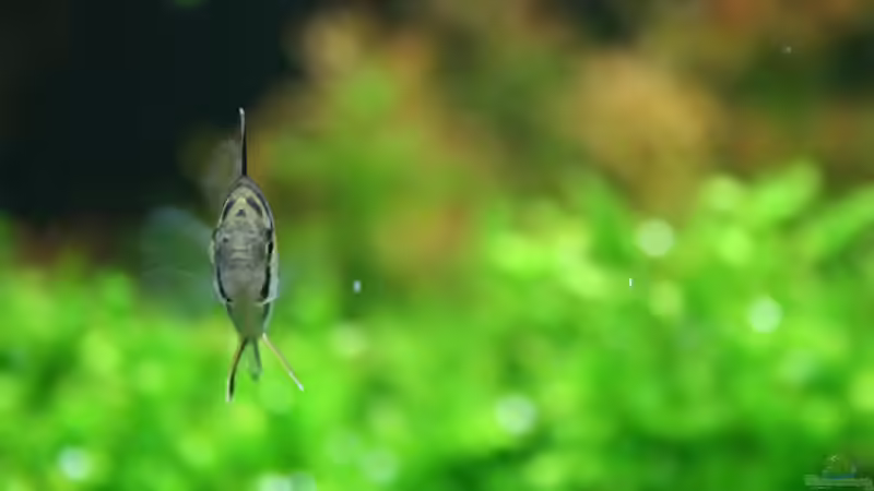 die nächste Generation von Susanne Axt (28)