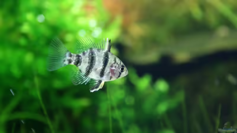 die nächste Generation von Susanne Axt (29)