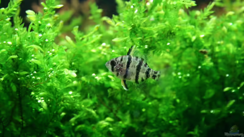 die nächste Generation von Susanne Axt (30)