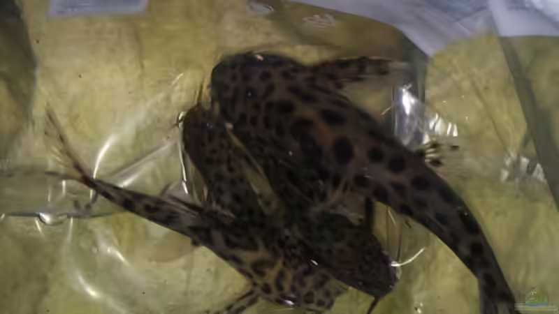 Die nächsten wollen rein von Tom M. (10)