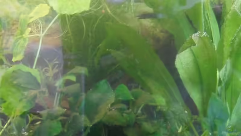 die Nana, soll schön am Stein wachsen von Specter (7)