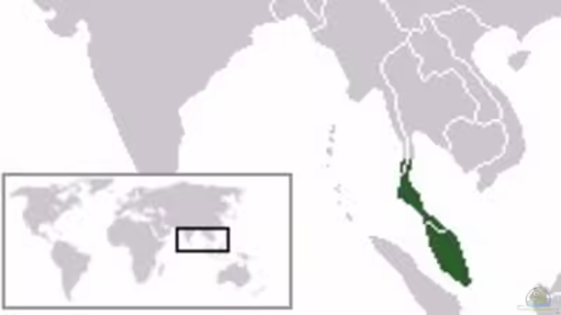 Die natürliche Verbreitung der Keilfleckbärblinge erstreckt sich über den Südosten Thailands und die gesamte malaiische Halbinsel von Berlin42 (5)